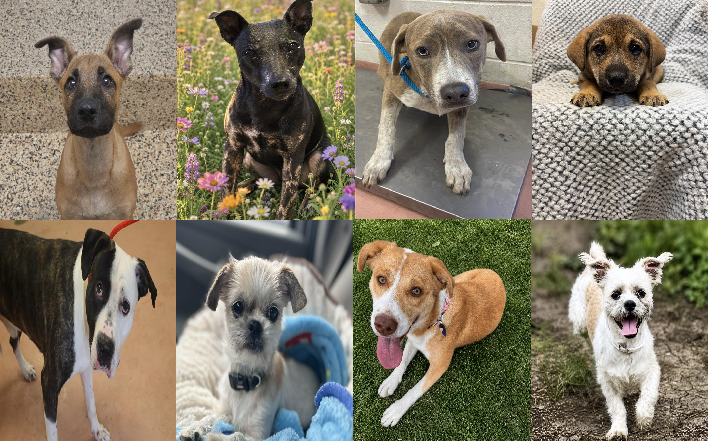 20260508pups