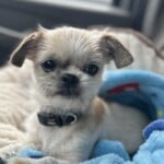 Gidget