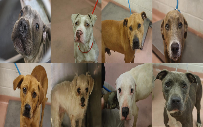 20260521pups
