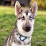 Kona