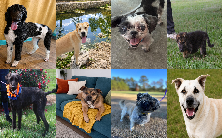 20260526pups