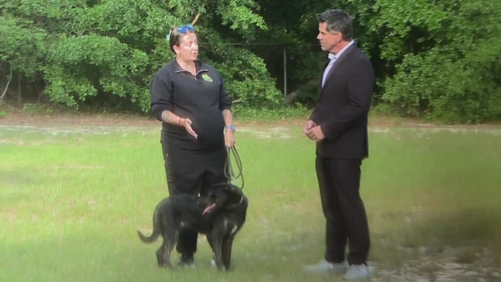 Pet Of The Week: Hixley