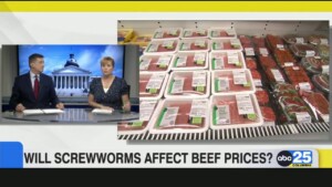 Will Screwworms Affect Beef Prices