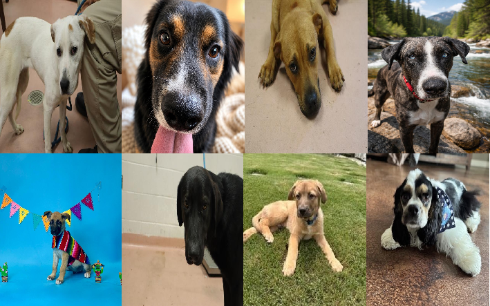 20260604pups