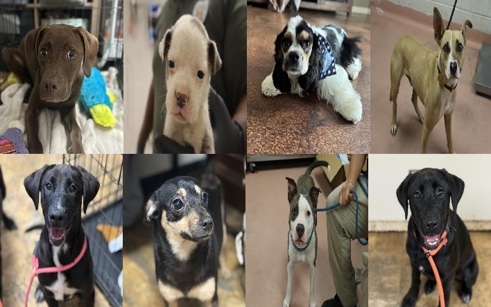 20260605pups