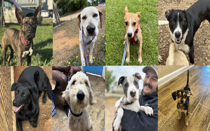 20260602pups