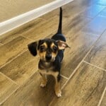 Loki
