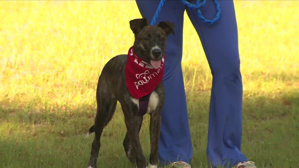 Pawmetto Pet Of The Week: Gracie