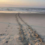 Sea turtle nesting season starts strong as thousands reported across SC