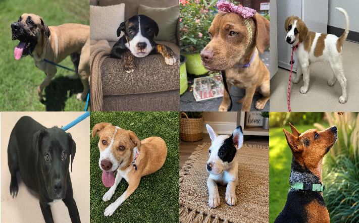 20260618pups