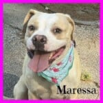 Maressa