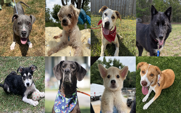 20260617pups