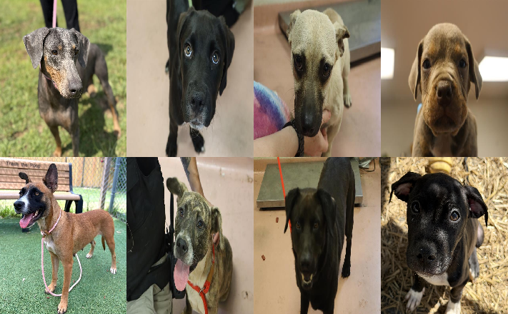 20260630pups