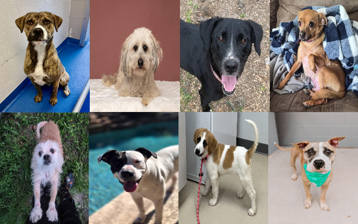 20260629pups