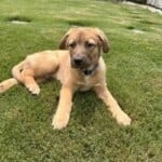 Clyde
