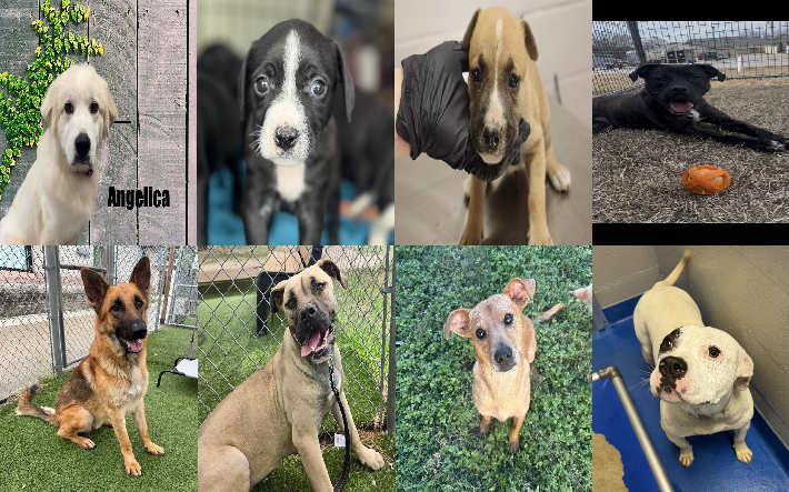 20260622pups