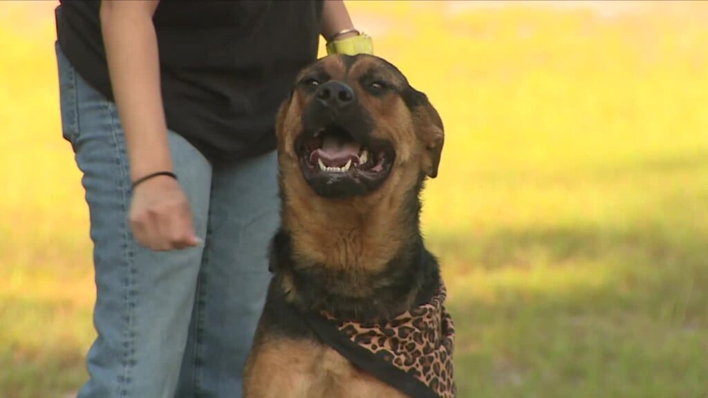 Cola Pet Of The Week: Peach