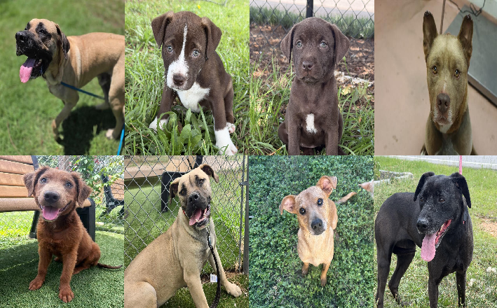 20260623pups