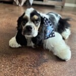 Daisy