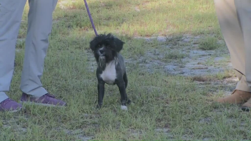 Pet Of The Week: Obi