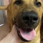 Baylor