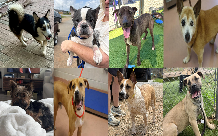20260619pups