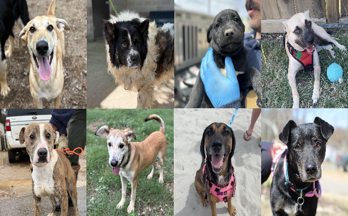20260603pups
