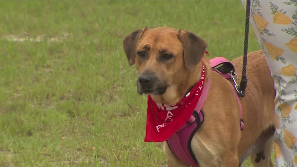 Pawmetto Pet Of The Week: Peep
