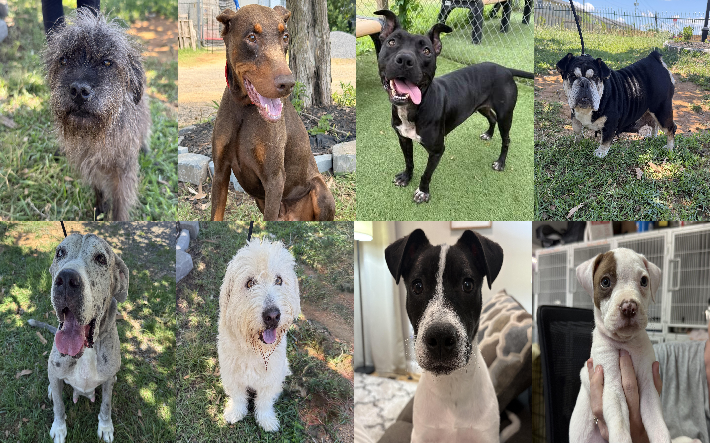 20260624pups