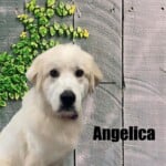 Angelica