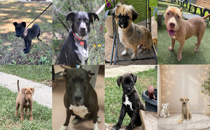 20260615pups