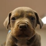 Duke