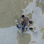 Sea turtle nesting season starts strong as thousands reported across SC