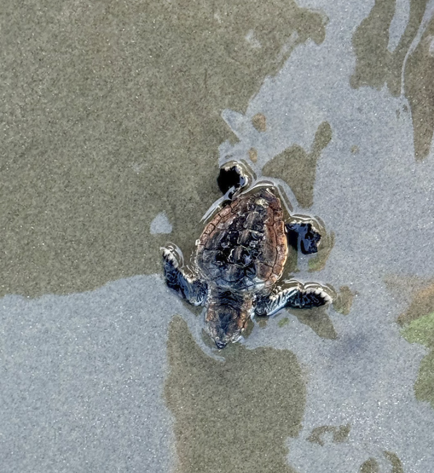 Sea turtle nesting season starts strong as thousands reported across SC