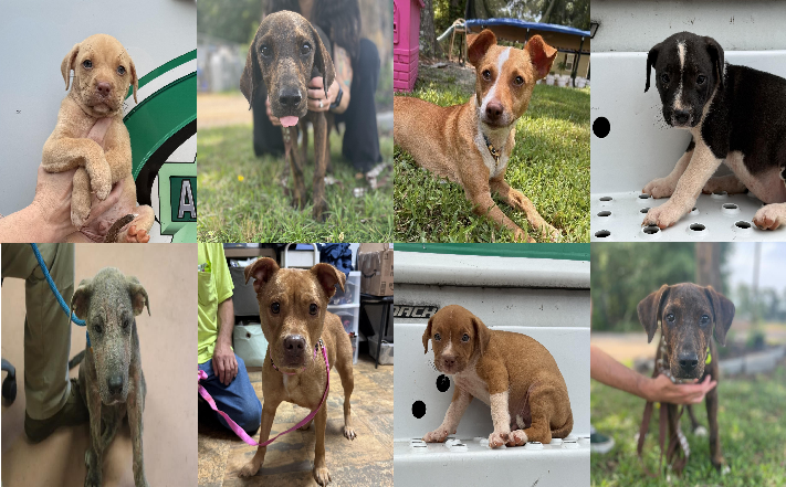 20260715pups