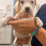 Jason