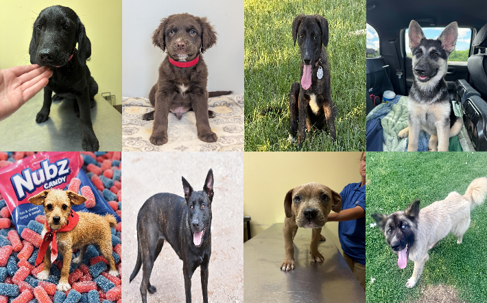 20260706pups