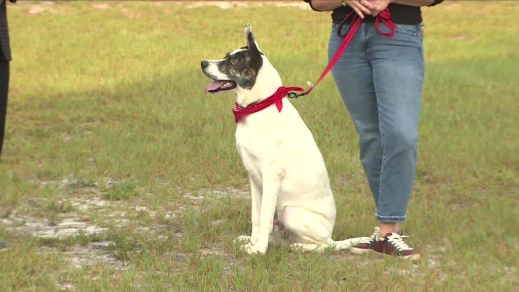 Pawmetto Lifeline Pet Of The Week: Armin