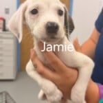 Jamie