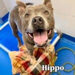 Hippo
