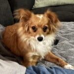 Rosalita