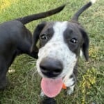 Pepper