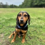 Waylon