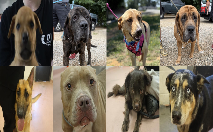 20260707pups