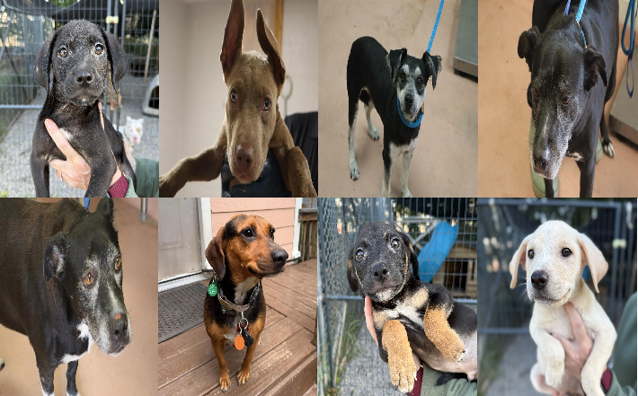20260722pups