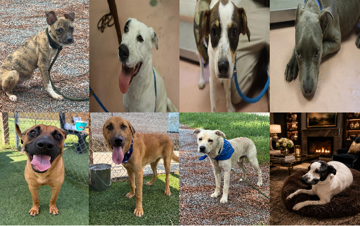 20260723pups