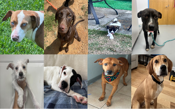 20260720pups
