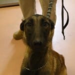 Scout