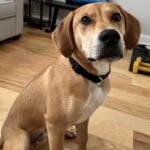 Sampson