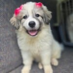 Penny